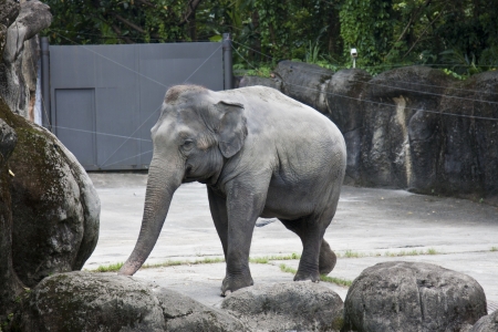 asian elephant display in Taipei zoo,Elephas maximusの写真素材