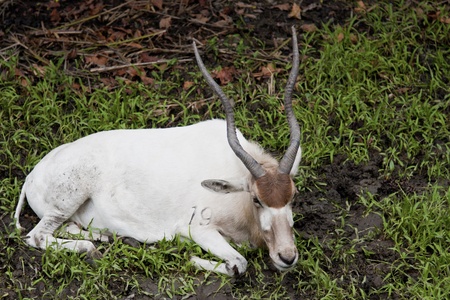 Addax nasomaculatus display in Taipei city zooの写真素材