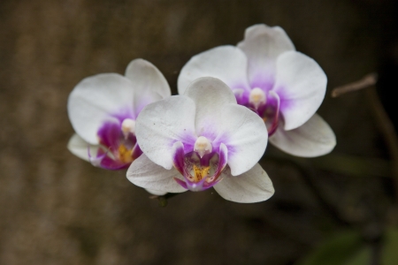 beautiful colordul orchid bloom in summerの写真素材