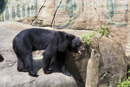 formosa black bear in Taipei City zoo,Ursus thibetanus formosanusの写真素材