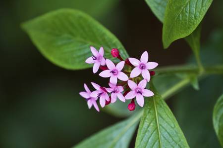 colorful flowers bloom in winter