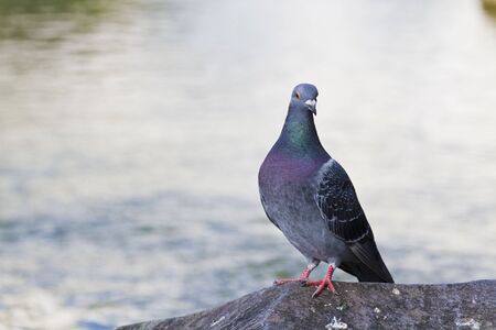 pigeon stand on rock near lakeの写真素材