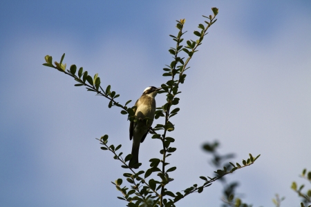 beautiful view of popular bird Chinese Bulbulの写真素材