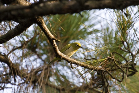 Japanese White-eye rest on tree branch,Zosterops japonicusの写真素材