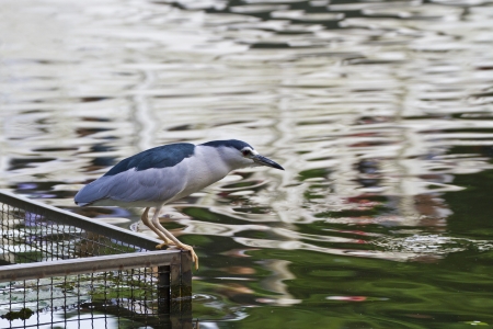 Black-crowned Night Heron rest near lake,Nycticorax nycticoraxの写真素材