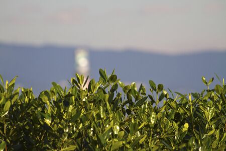 Mangrove swamp in the Estuaryat the ebb tide moment