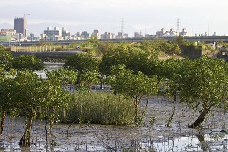 Mangrove swamp in the Estuaryat the ebb tide momentの写真素材