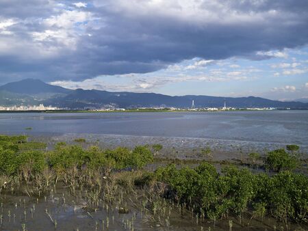 Mangrove swamp in the Estuaryat the ebb tide momentの写真素材
