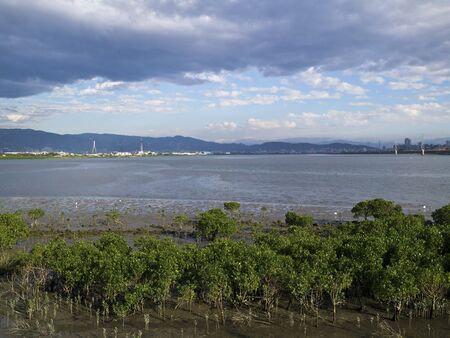 Mangrove swamp in the Estuaryat the ebb tide momentの写真素材