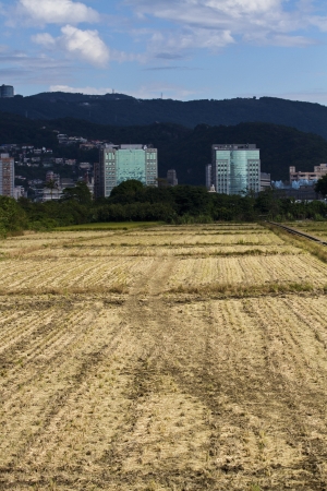 paddy rice in field before famingin winterの写真素材