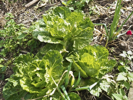 view of vegetable garden in winter,agriculture compositionの写真素材