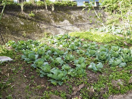view of vegetable garden in winter,agriculture compositionの写真素材