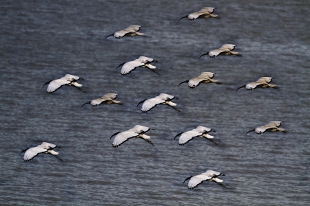 flying African Sacred Ibis above river in winter