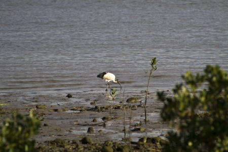 African Sacred Ibis looking for food in Mangroveの写真素材