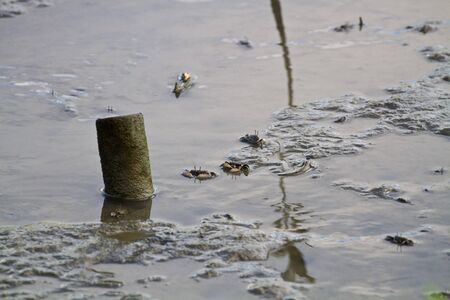 many Fiddler crabs in swamp in winterの写真素材