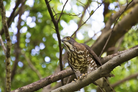 close view of Crested Goshawk on tree,Accipiter trivirgatusの写真素材