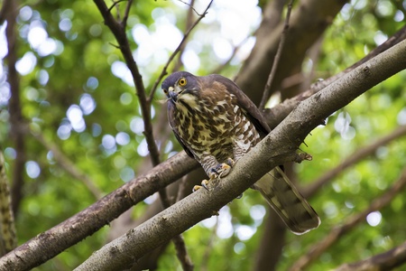 close view of Crested Goshawk on tree,Accipiter trivirgatusの写真素材