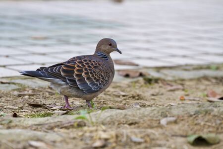 close view of Oriental Turtle Dove,Streptopelia orientalisの写真素材