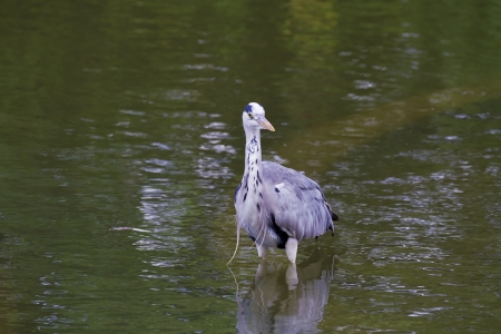 close view of Grey Heron at lake,Ardea cinereaの写真素材