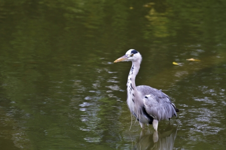 close view of Grey Heron at lake,Ardea cinereaの写真素材
