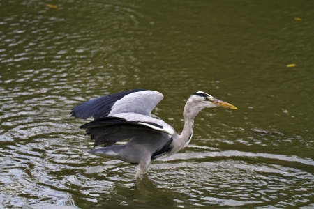 close view of Grey Heron spread wings at lake,Ardea cinereaの写真素材