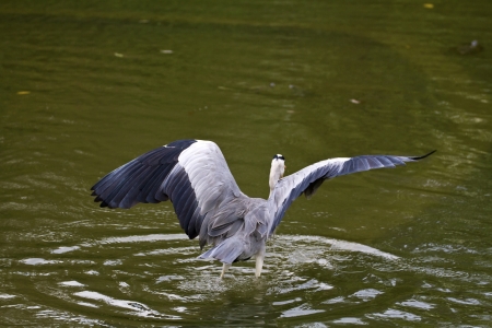 close view of Grey Heron spread wings at lake,Ardea cinereaの写真素材