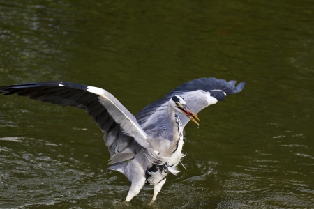 close view of Grey Heron spread wings at lake,Ardea cinereaの写真素材