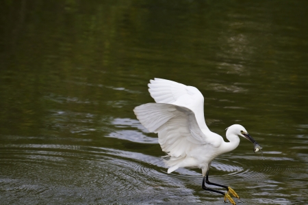 close view of Great Egret spread wings at lake,Ardea albaの写真素材