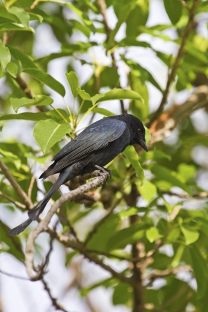 close view of a Bronzed Drongo stand on tree,Dicrurus aeneusの写真素材