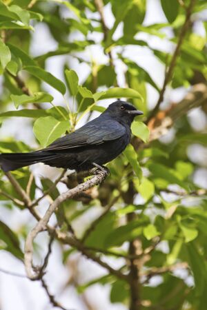 close view of a Bronzed Drongo stand on tree,Dicrurus aeneusの写真素材