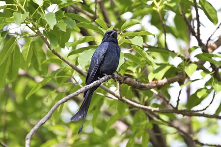 close view of a Bronzed Drongo stand on tree,Dicrurus aeneusの写真素材