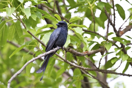 close view of a Bronzed Drongo stand on tree,Dicrurus aeneusの写真素材