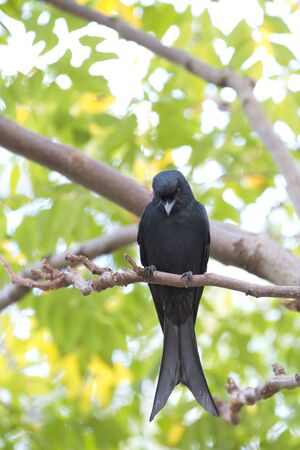 close view of a Bronzed Drongo stand on tree,Dicrurus aeneusの写真素材