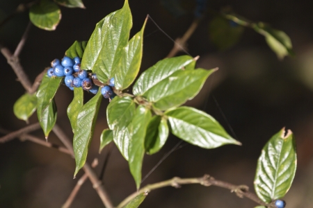 green corner in a prakの写真素材