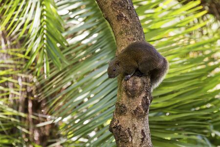 close view of a Squirrelの写真素材