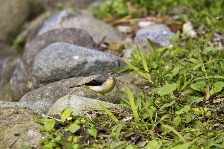 close view of Gray Wagtail in wilderness,Motacilla cinerea
