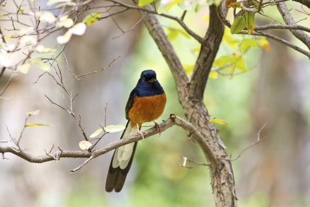 close view of male White-rumped Shama in forest,Copsychus malabaricusの写真素材