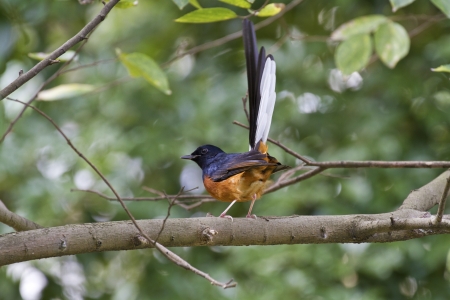 close view of male White-rumped Shama in forest,Copsychus malabaricusの写真素材