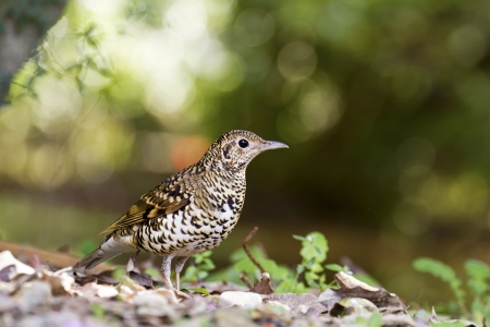 close view of White s Scaly Thrush in wilderness,Zoothera daumaの写真素材