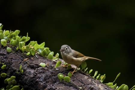 close view of Grey-cheeked Fulvetta in natural habitat,Alcippe morrisoniaの写真素材