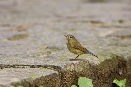 close view of female Siberian Blue-tail in park,Tarsiger cyanurusの写真素材