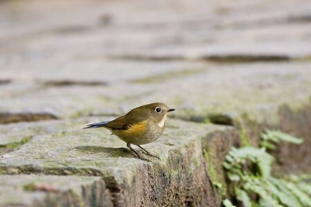 close view of female Siberian Blue-tail in park,Tarsiger cyanurusの写真素材