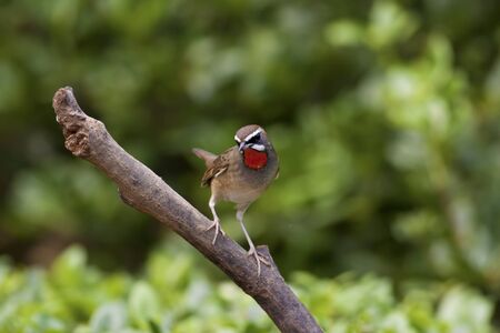 close view of male Ruby-throat in park,Luscinia calliopeの写真素材