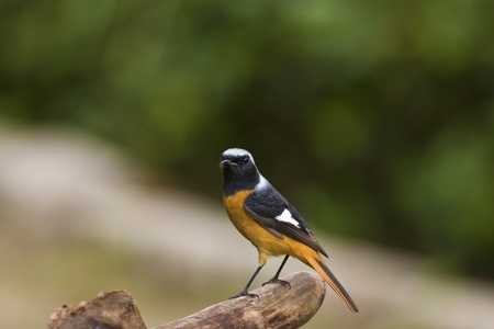 close view of male Daurian Redstart in park,Phoenicurus auroreus