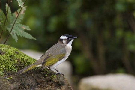 close view of Light-vented Bulbul in park,Pycnonotus sinensisの写真素材