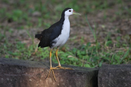 White-breasted Waterhen actives in natural habitat,Amaurornis phoenicurusの写真素材