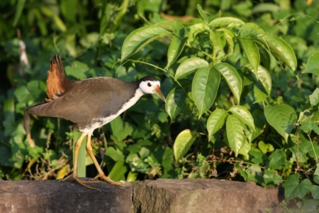White-breasted Waterhen actives in natural habitat,Amaurornis phoenicurus