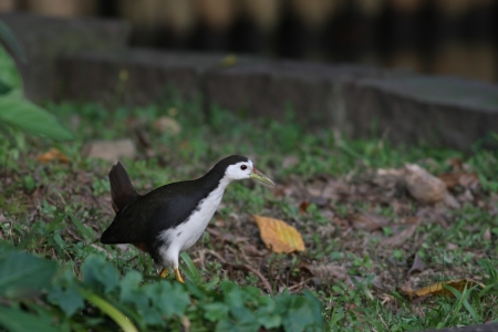 White-breasted Waterhen actives in natural habitat,Amaurornis phoenicurusの写真素材
