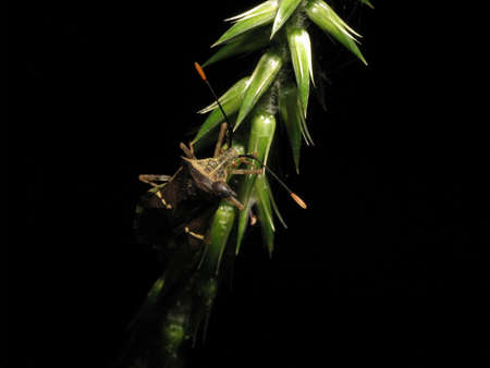 beetle in natural habitat,Pentatomoidea