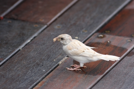 white tree sparrow on ground,albinoの写真素材